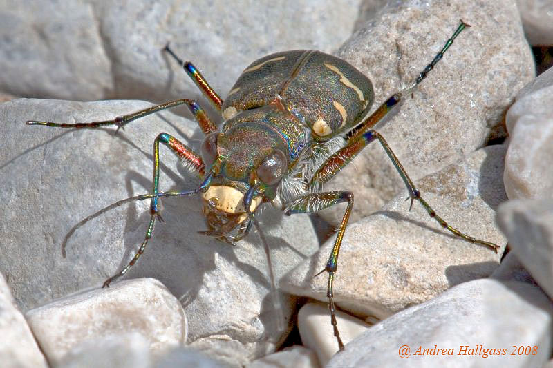 Aiuto identificazione Cicindela